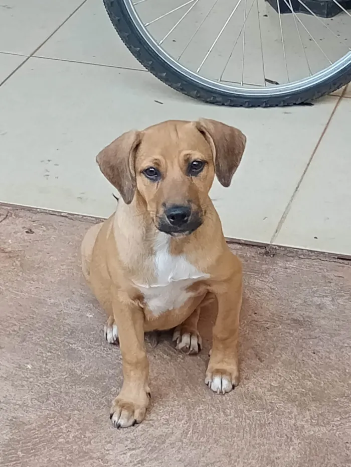 Cachorro ra a SRD-ViraLata idade 2 a 6 meses nome Dudu 