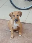 Dudu
