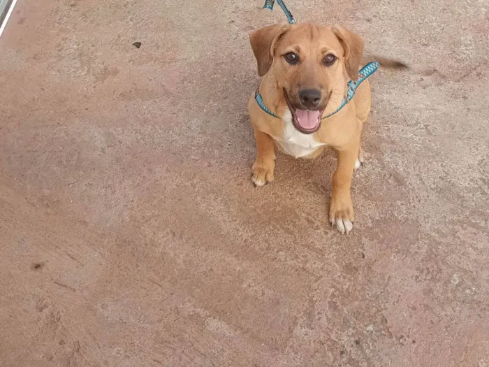 Cachorro ra a SRD-ViraLata idade 2 a 6 meses nome Dudu 