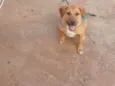 Dudu