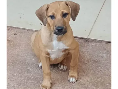 Cachorro raça SRD-ViraLata idade 2 a 6 meses nome Dudu 