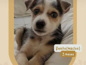 Cachorro raça SRD-ViraLata idade 2 a 6 meses nome Bento