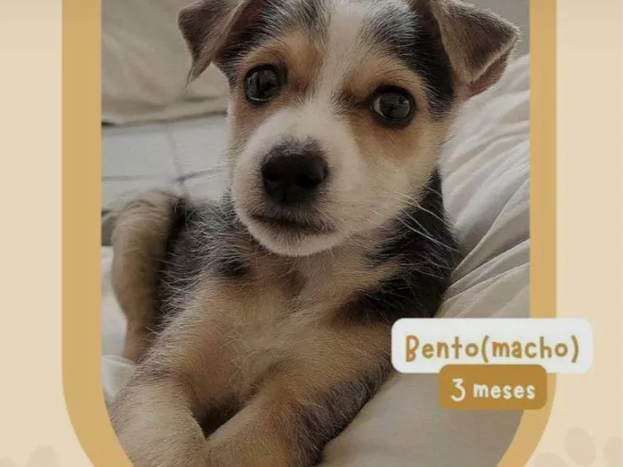 Cachorro ra a SRD-ViraLata idade 2 a 6 meses nome Bento