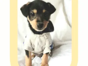 Cachorro raça SRD-ViraLata idade 2 a 6 meses nome Tony