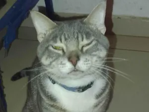Gato raça SRD-ViraLata idade 2 anos nome Melzinho 