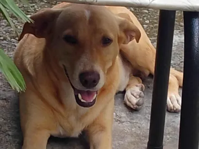 Cachorro raça SRD-ViraLata idade 6 ou mais anos nome Lucky 