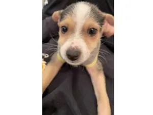 Cachorro raça SRD-ViraLata idade 2 a 6 meses nome Bento