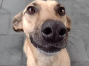 Cachorro raça SRD-ViraLata idade 5 anos nome Rabanada