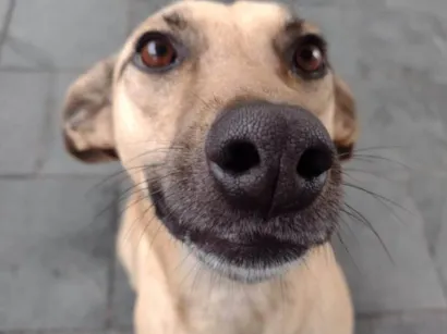 Cachorro raça SRD-ViraLata idade 5 anos nome Rabanada