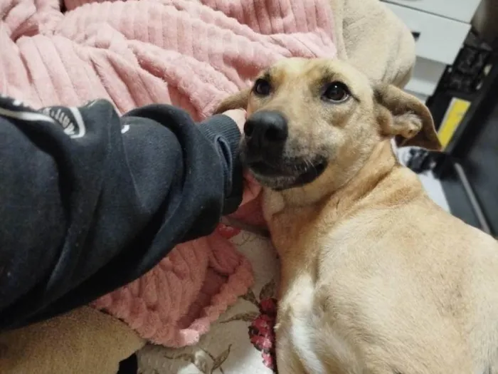 Cachorro ra a SRD-ViraLata idade 5 anos nome Rabanada