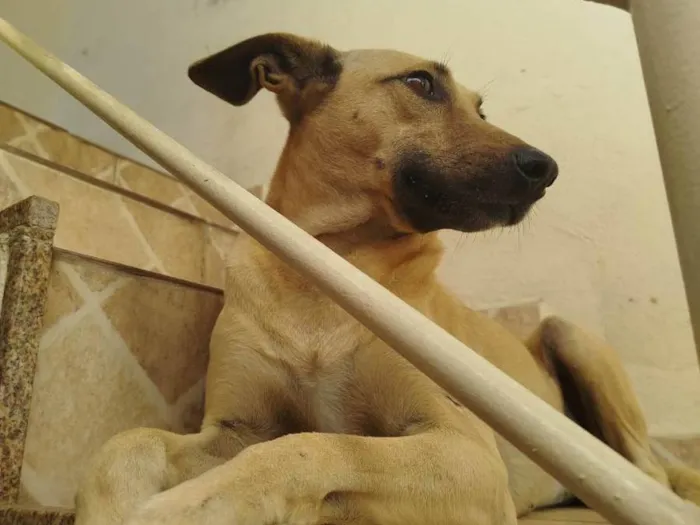 Cachorro ra a SRD-ViraLata idade 5 anos nome Rabanada