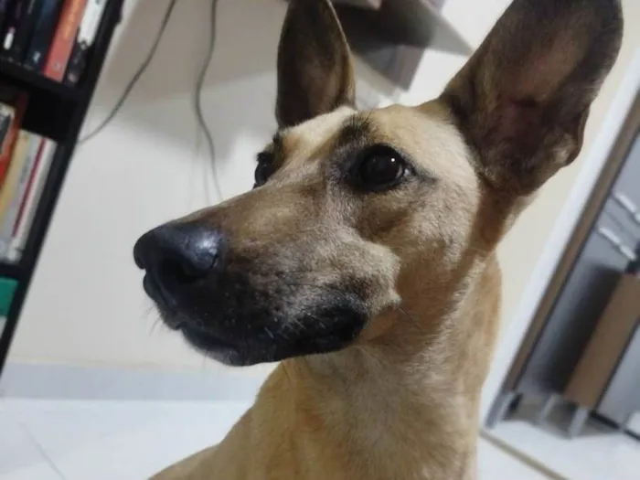 Cachorro ra a SRD-ViraLata idade 5 anos nome Rabanada