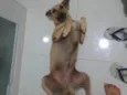 Rabanada