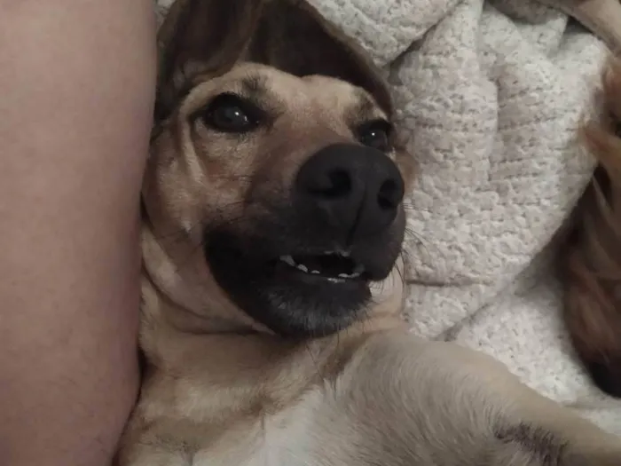 Cachorro ra a SRD-ViraLata idade 5 anos nome Rabanada