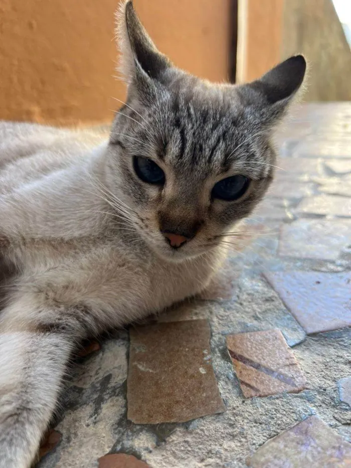 Gato ra a SRD-ViraLata idade 2 a 6 meses nome Falar com Taina - Whats 11 98295-7434