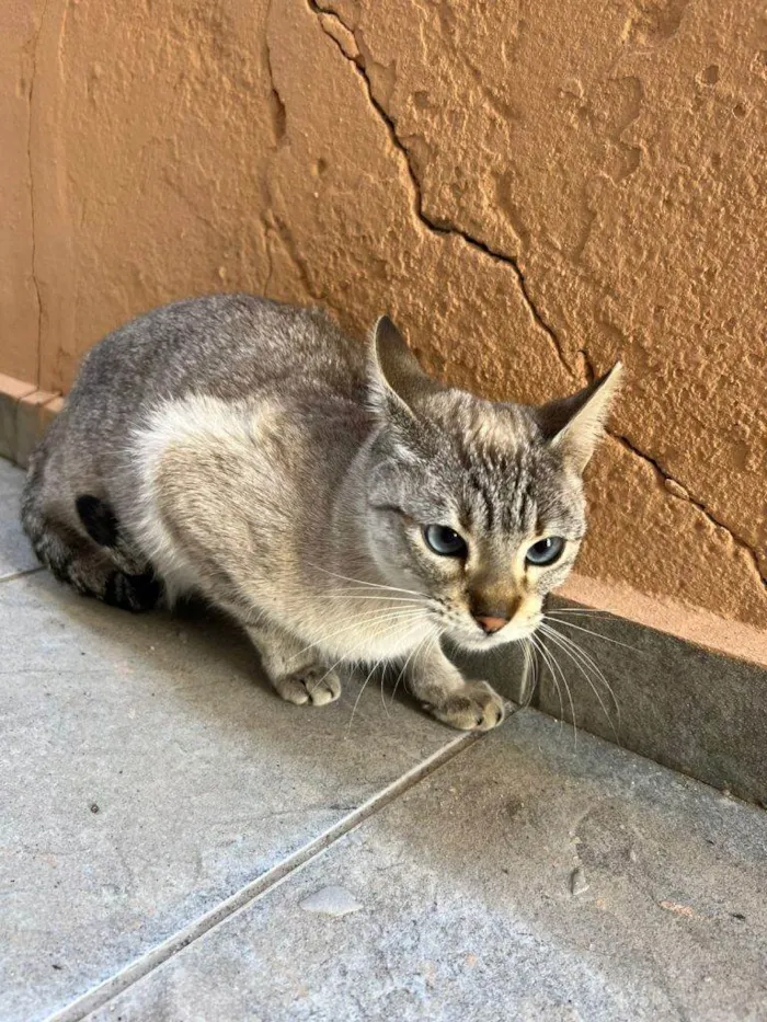 Gato ra a SRD-ViraLata idade 2 a 6 meses nome Falar com Taina - Whats 11 98295-7434
