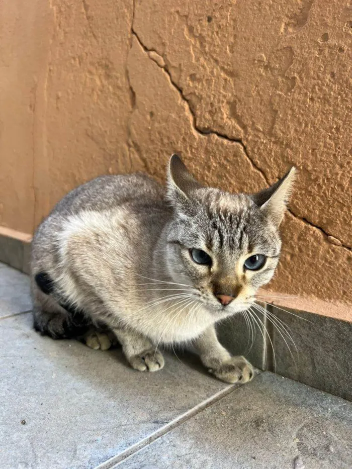 Gato ra a SRD-ViraLata idade 2 a 6 meses nome Falar com Taina - Whats 11 98295-7434