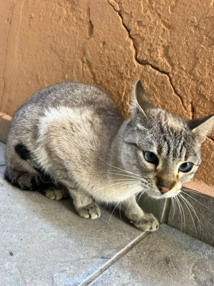 Gato ra a SRD-ViraLata idade 2 a 6 meses nome Falar com Taina - Whats 11 98295-7434
