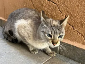 Gato raça SRD-ViraLata idade 2 a 6 meses nome Falar com Taina - Whats 11 98295-7434