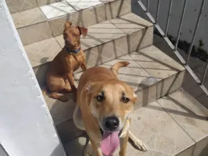 Cachorro raça SRD-ViraLata idade 2 a 6 meses nome Falar com Geyce - Whats 11 99122-7426