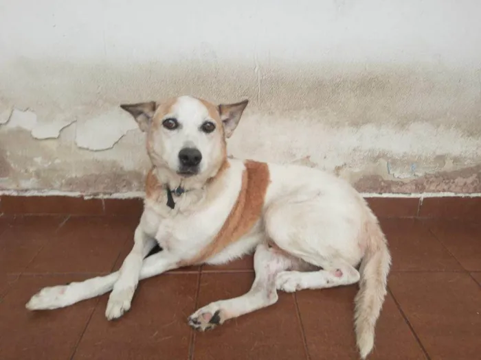 Cachorro ra a SRD-ViraLata idade 2 a 6 meses nome Falar com Allan - Whats 11 98240-0245