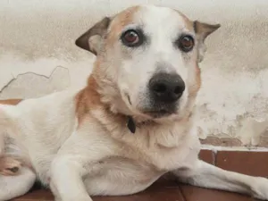 Cachorro raça SRD-ViraLata idade 2 a 6 meses nome Falar com Allan - Whats 11 98240-0245