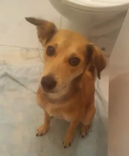 Cachorro ra a SRD-ViraLata idade 2 a 6 meses nome Falar com Priscila - Whats 12 98174-3476