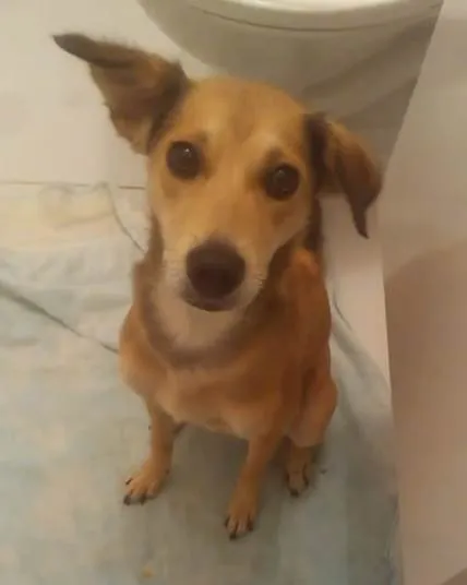 Cachorro ra a SRD-ViraLata idade 2 a 6 meses nome Falar com Priscila - Whats 12 98174-3476