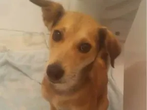 Cachorro raça SRD-ViraLata idade 2 a 6 meses nome Falar com Priscila - Whats 12 98174-3476