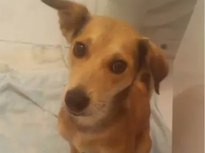 Cachorro raça SRD-ViraLata idade 2 a 6 meses nome Falar com Priscila - Whats 12 98174-3476