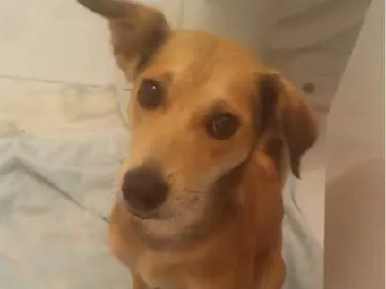 Cachorro ra a SRD-ViraLata idade 2 a 6 meses nome Falar com Priscila - Whats 12 98174-3476