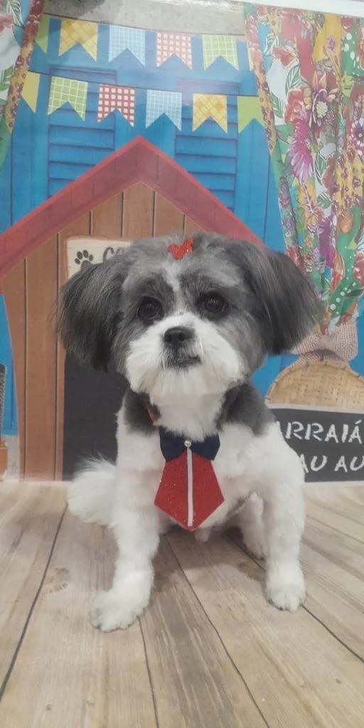 Cachorro ra a Shitzu idade 2 a 6 meses nome Falar com Mariana - Whats 11 95421-3018