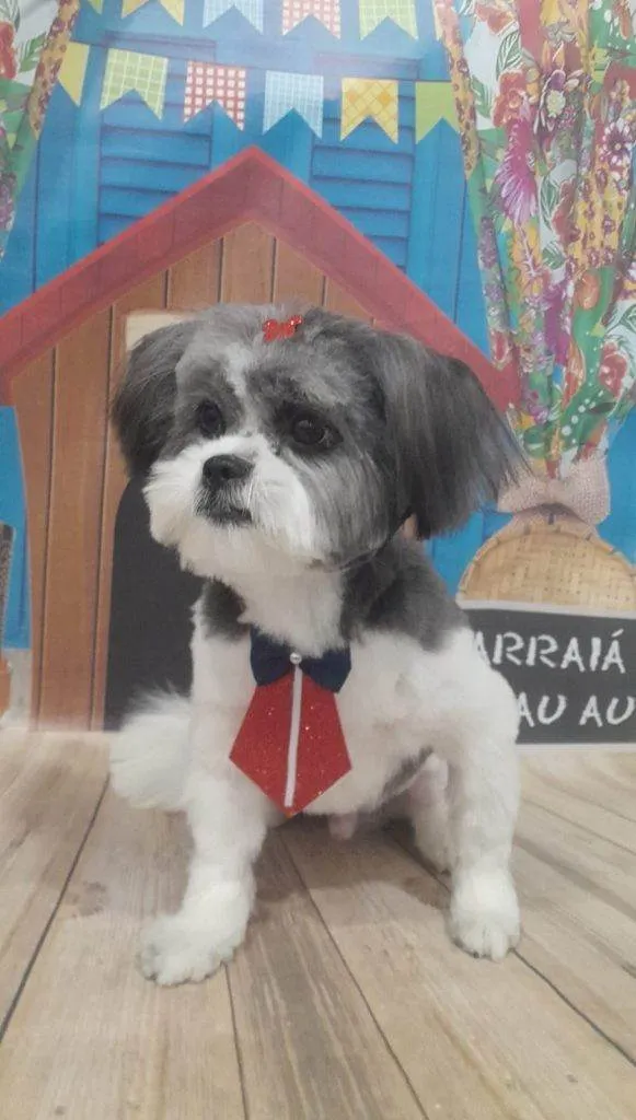 Cachorro ra a Shitzu idade 2 a 6 meses nome Falar com Mariana - Whats 11 95421-3018