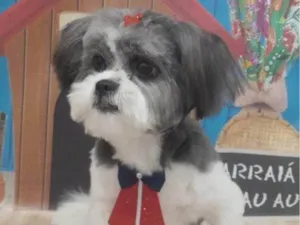 Cachorro raça Shitzu idade 2 a 6 meses nome Falar com Mariana - Whats 11 95421-3018