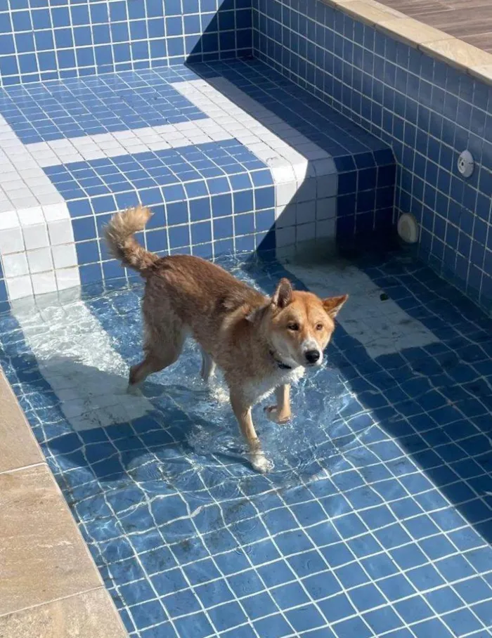 Cachorro ra a Husky Siberiano idade 2 a 6 meses nome Falar com Celio - Whats 11 99703-2148