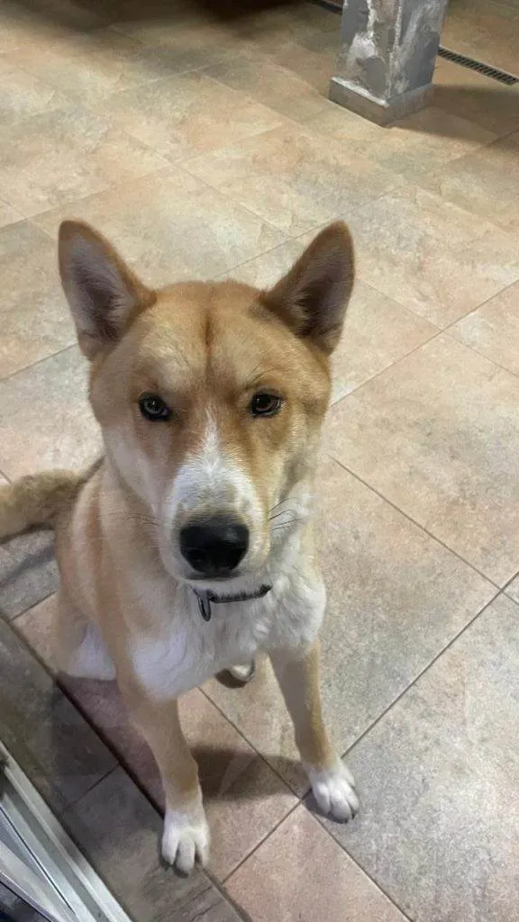 Cachorro ra a Husky Siberiano idade 2 a 6 meses nome Falar com Celio - Whats 11 99703-2148