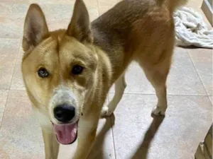 Cachorro raça Husky Siberiano idade 2 a 6 meses nome Falar com Celio - Whats 11 99703-2148