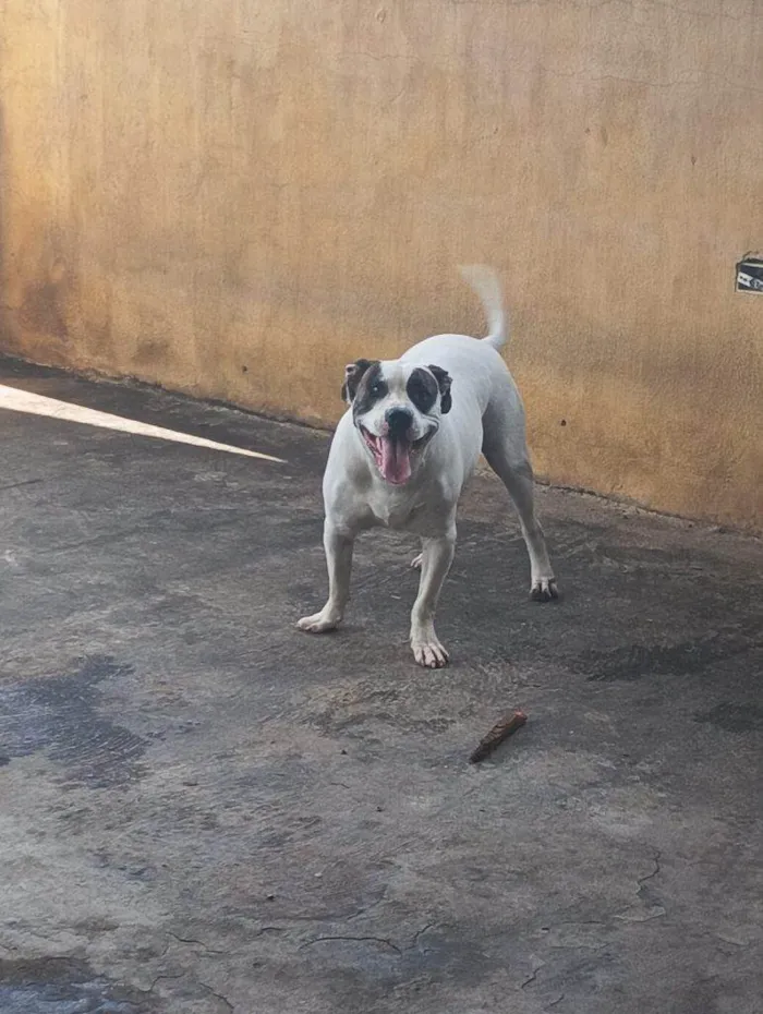Cachorro ra a SRD-ViraLata idade 2 a 6 meses nome Falar com Clayton - Whats 11 96891-1765