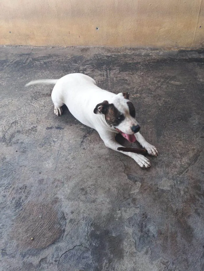 Cachorro ra a SRD-ViraLata idade 2 a 6 meses nome Falar com Clayton - Whats 11 96891-1765