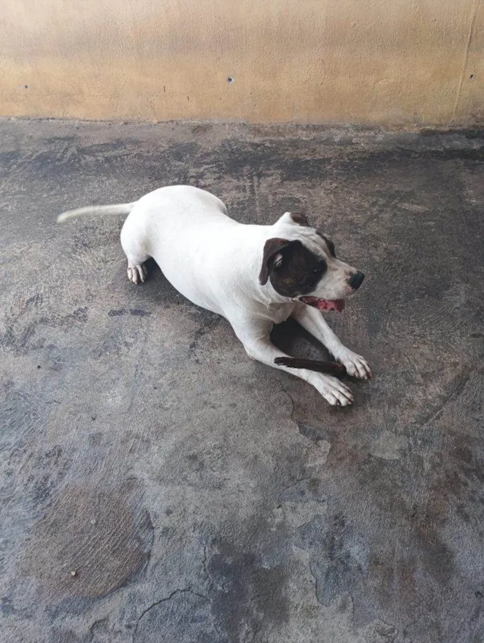 Cachorro ra a SRD-ViraLata idade 2 a 6 meses nome Falar com Clayton - Whats 11 96891-1765