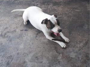 Cachorro raça SRD-ViraLata idade 2 a 6 meses nome Falar com Clayton - Whats 11 96891-1765
