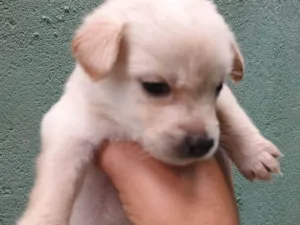 Cachorro raça SRD-ViraLata idade Abaixo de 2 meses nome Falar com Ícaro - Whats 11 98832-0138