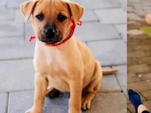 Cachorro ra a SRD-ViraLata idade 2 a 6 meses nome Caramelo 