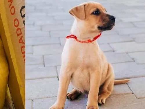 Cachorro ra a SRD-ViraLata idade 2 a 6 meses nome Caramelo 