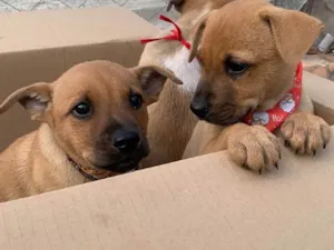 Cachorro raça SRD-ViraLata idade 2 a 6 meses nome Caramelo 