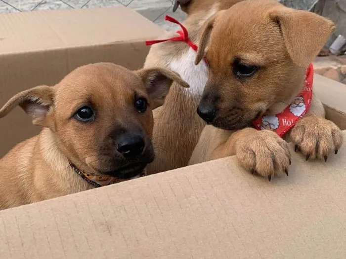 Cachorro ra a SRD-ViraLata idade 2 a 6 meses nome Caramelo 