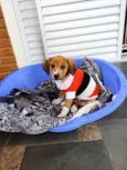 Léo 
