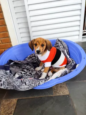 Cachorro raça SRD-ViraLata idade 2 a 6 meses nome Léo 
