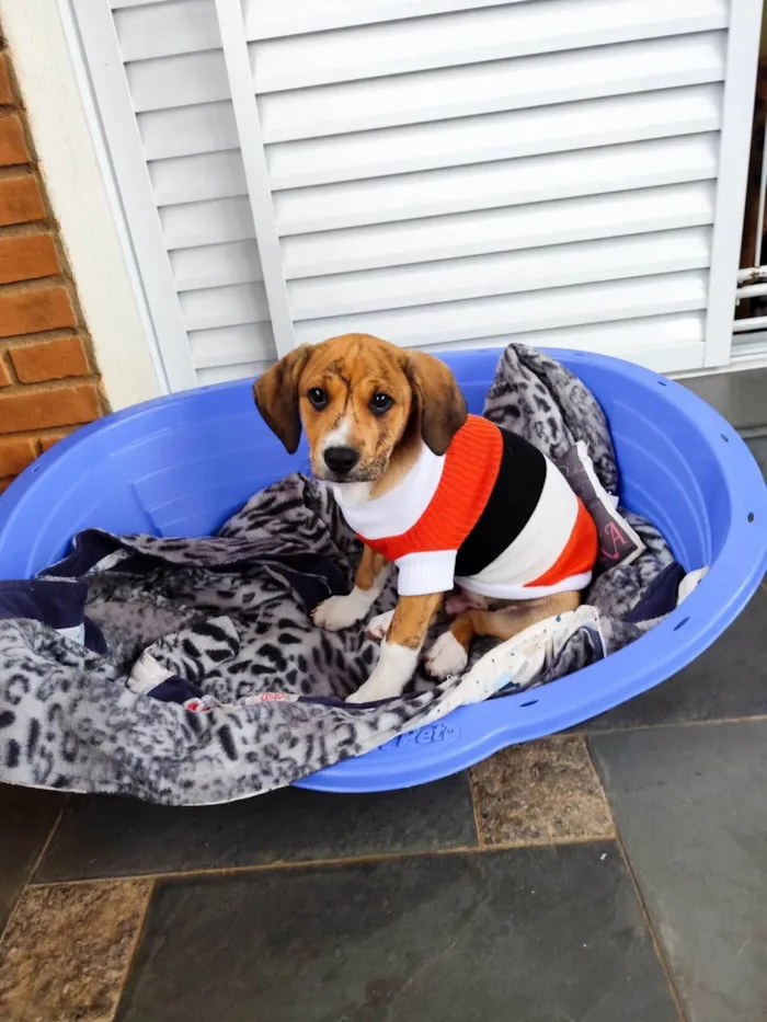 Cachorro ra a SRD-ViraLata idade 2 a 6 meses nome Léo 