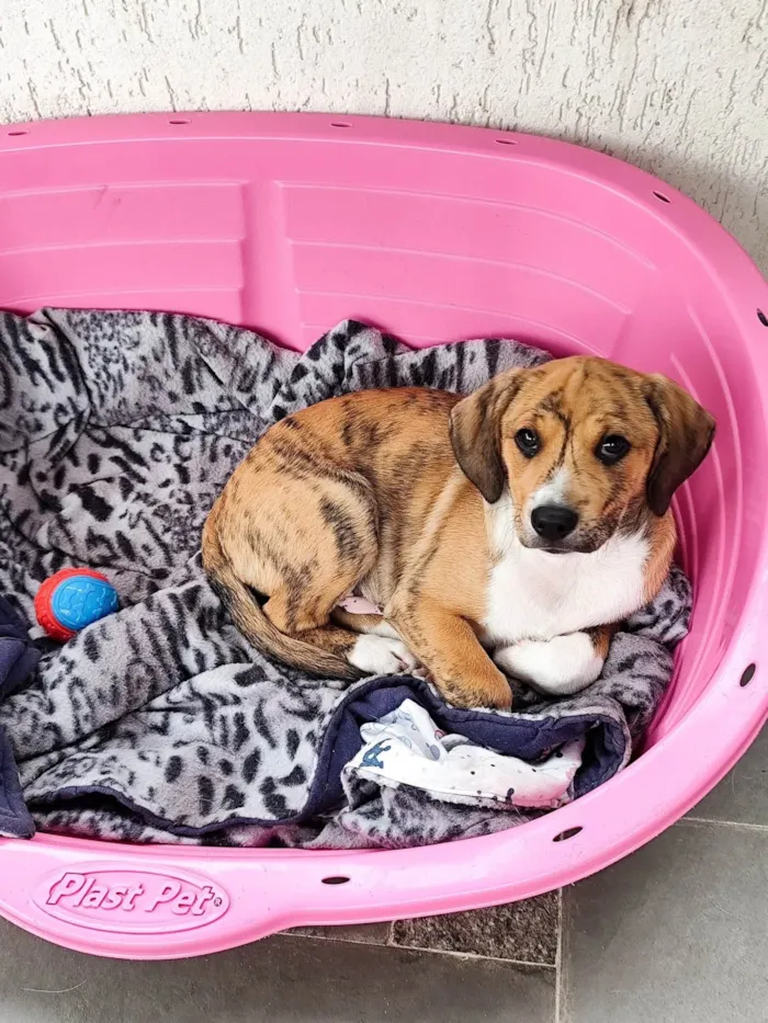 Cachorro ra a SRD-ViraLata idade 2 a 6 meses nome Léo 
